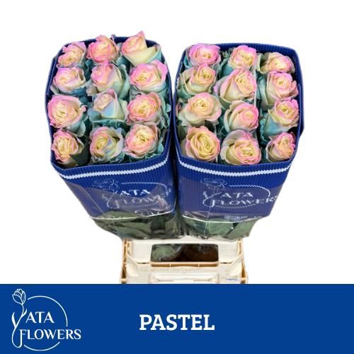 <h4>R Gr Klb Pastel ATA</h4>
