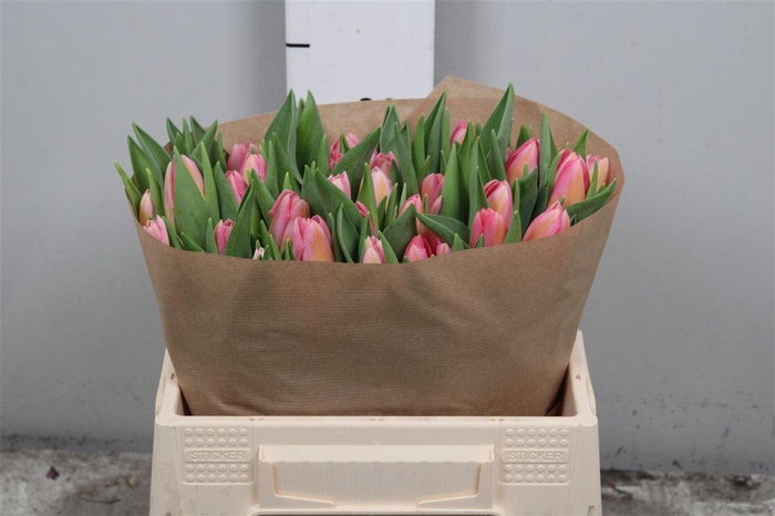 <h4>Tu En Tom Pouce</h4>