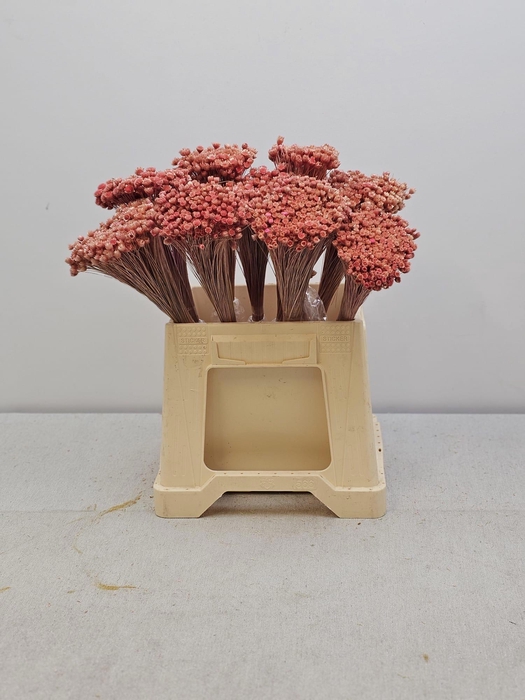 <h4>GESTABILISEERD AMAZIDE PINK</h4>