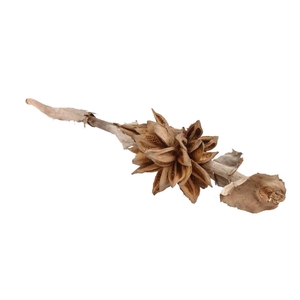 Sororoca 3-4 Head L-120