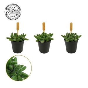 Delosperma Echinatum mini Bambino Eden Bambino