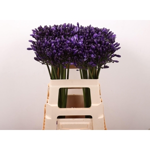 AGAPANTHUS  'EVERPANTHUS POPP STAR'