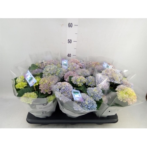 Hydrangea mac. 'Magical Revolution'