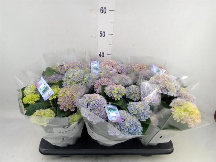 <h4>Hydrangea mac. 'Magical Revolution'</h4>