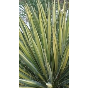 Yucca filamentosa