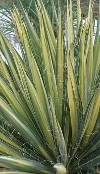 <h4>Yucca filamentosa</h4>