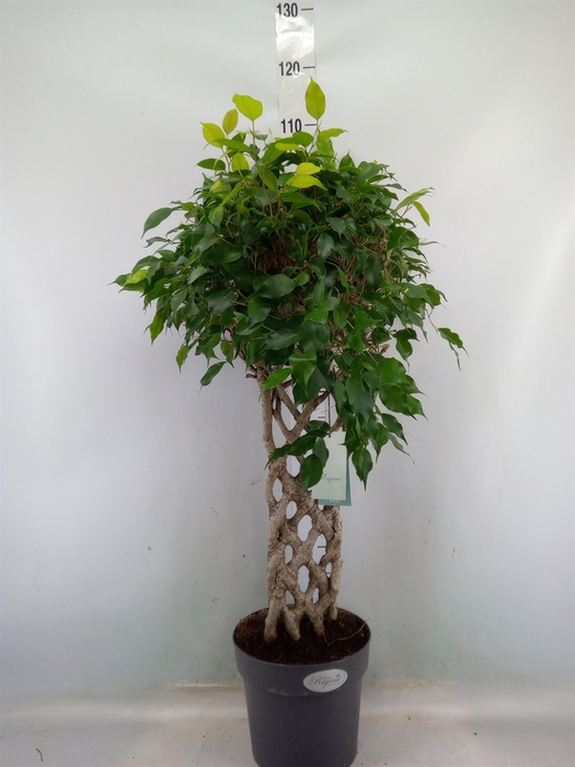 <h4>Ficus benja.   ...special shapes</h4>