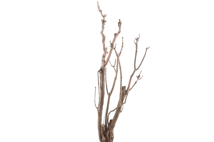 <h4>Syringa Branch Extra Meister</h4>