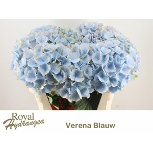 HYDRANGEA  'VERENA BLUE'