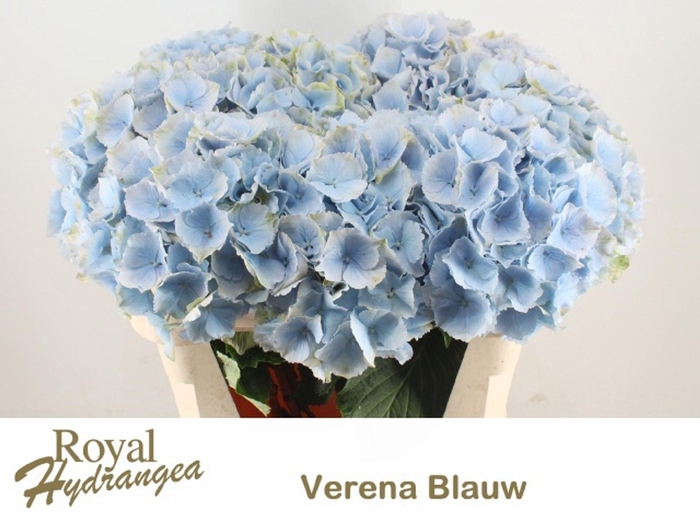 <h4>HYDRANGEA  'VERENA BLUE'</h4>