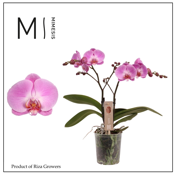 <h4>Mimesis Phal. Spirit Pink - 2 spike 12cm</h4>