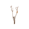 Syringa Branch Extra Levacher