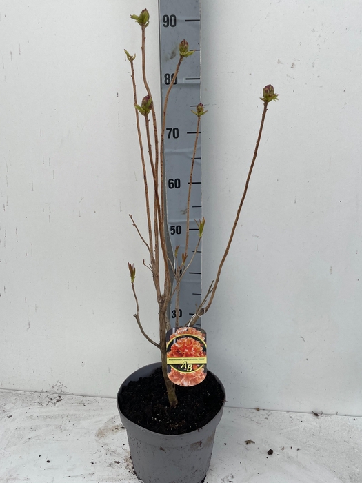 <h4>RHOD MO GOLDEN EAGLE</h4>