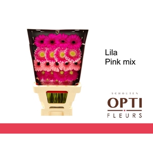 Germini Mix Lila - Pink Diamond