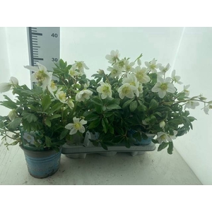 Helleborus Jacob 14Ø 35cm 25fl