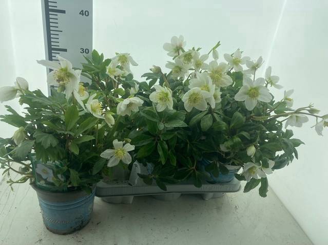 Helleborus Jacob 14Ø 35cm 25fl