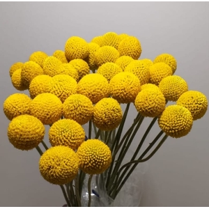 AA.Craspedia Yellow