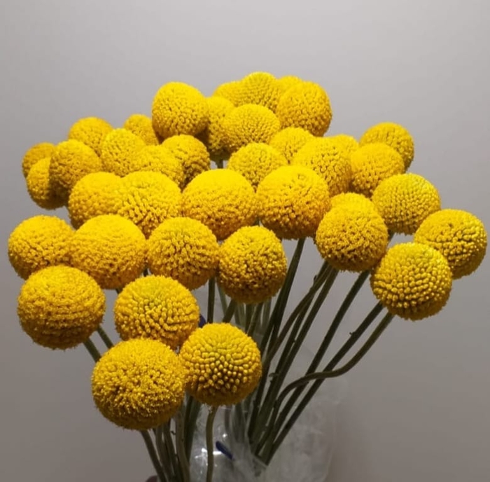 <h4>AA.Craspedia Yellow</h4>