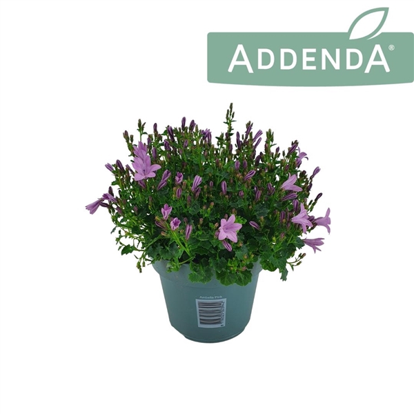 <h4>Campanula Ambella Pink 14 cm</h4>