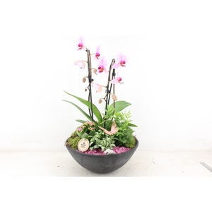 arr2 PL - Ebbischaal phal cascade roze