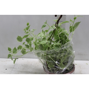 PEPEROMIA SCANDENS C21