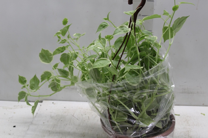 <h4>PEPEROMIA SCANDENS C21</h4>