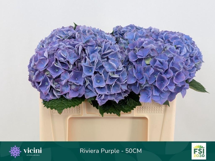 <h4>Hydr My B. Riviera</h4>