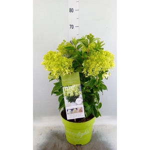 Hydrangea pan. 'Whitelight'