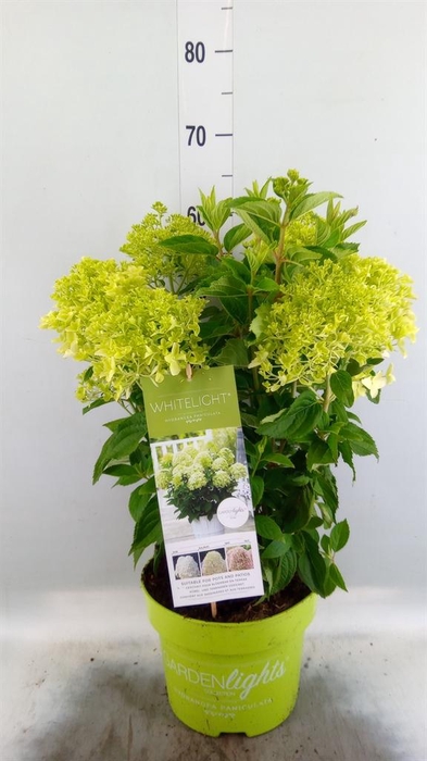 <h4>Hydrangea pan. 'Whitelight'</h4>