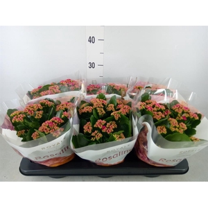 Kalanchoe blos. 'RosDon Victorio'