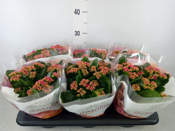 <h4>Kalanchoe blos. 'RosDon Victorio'</h4>