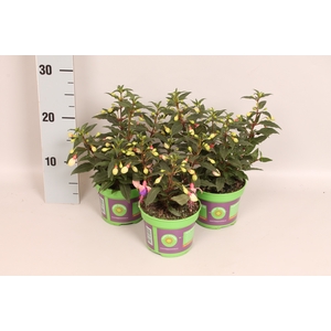 Fuchsia bella Mariska