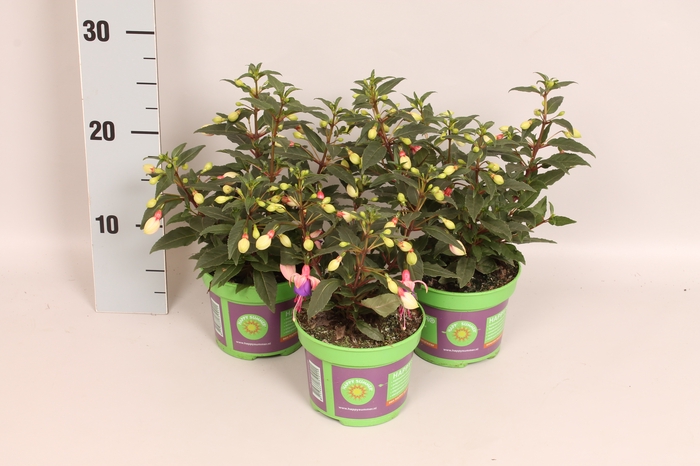 <h4>Fuchsia bella Mariska</h4>