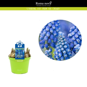 Muscari Rom Blue Magic