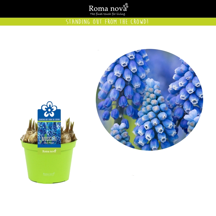 <h4>Muscari Rom Blue Magic</h4>