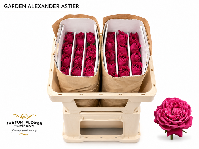 <h4>Rosa Meilland Alexander Astier</h4>