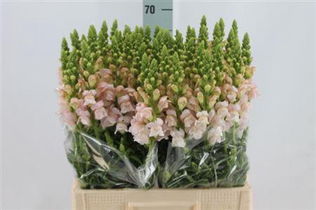 <h4>Antirrhinum Costa Silver</h4>