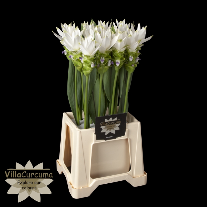 Curcuma alism. 'Siam Shine'