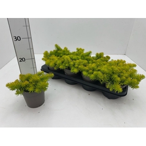 SEDUM REFLEXUM