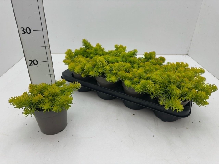 <h4>SEDUM REFLEXUM</h4>