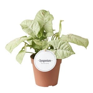 Syngonium