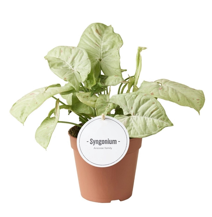 <h4>Syngonium</h4>