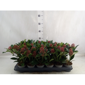 Skimmia jap. 'Rubella'