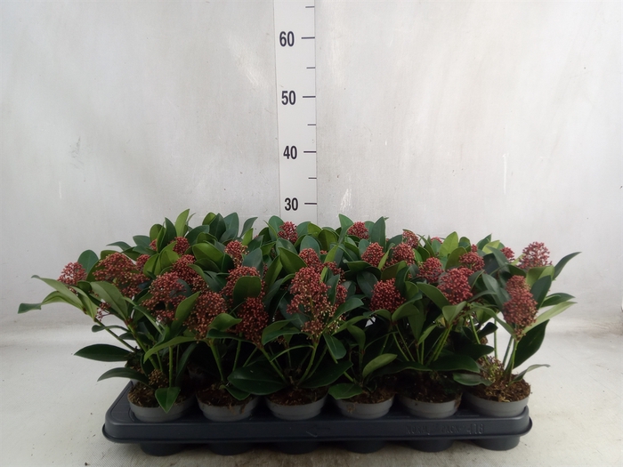 Skimmia jap. 'Rubella'