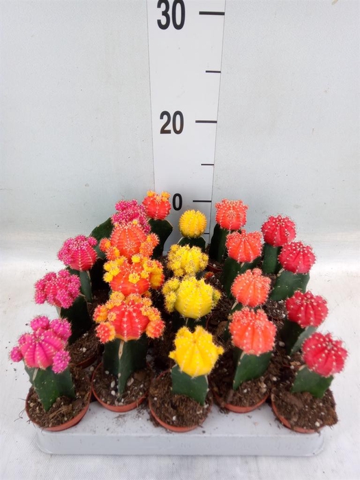 <h4>Gymnocalycium mihanov. 'Japan'  mix</h4>