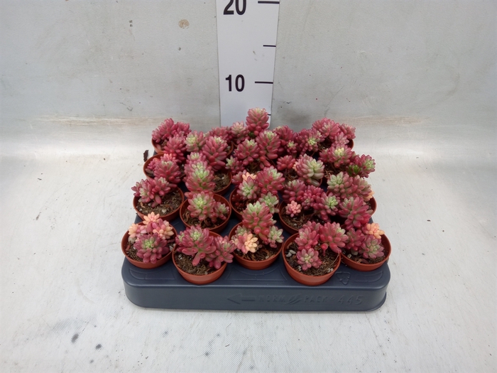 <h4>Sedum rubrotinctum 'Aurora'</h4>