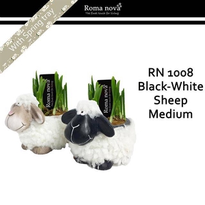 arr4 Narcis RN - Black white sheep med.