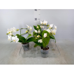 Phalaenopsis multi.   ...white