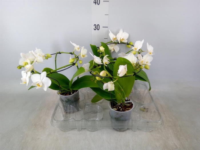 <h4>Phalaenopsis multi.   ...white</h4>