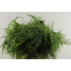 Asparagus  1ste Veren